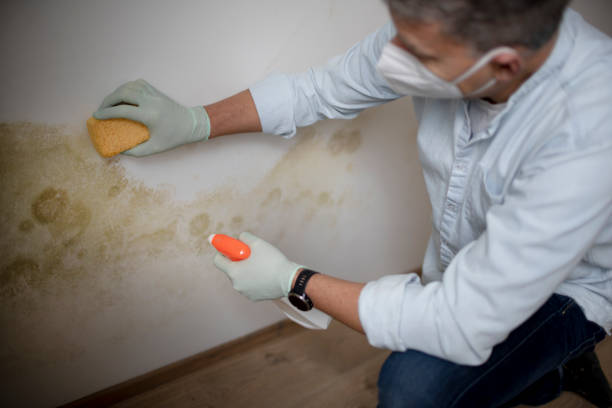 Best Mold Removal and Inspection  in Niverville, NY