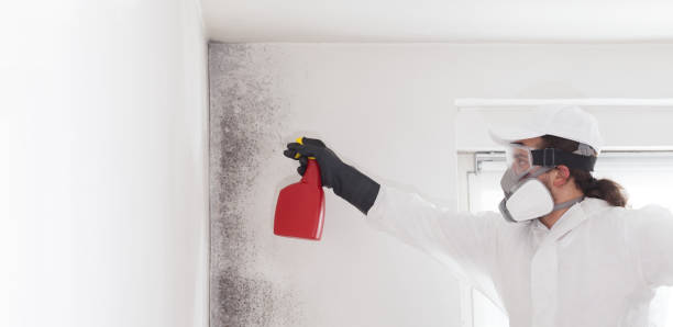 Best Attic Mold Removal  in Niverville, NY