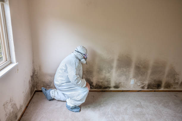 Best Mold Remediation  in Niverville, NY