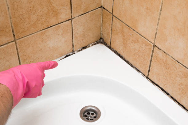 Mold Removal and Inspection in Niverville, NY